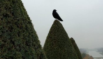 Dierensymboliek: de raaf
