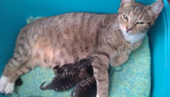 Kitties