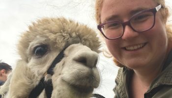 Wandelen met Alpaca’s