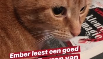 Dagboek: Twee keer film en heel Nederland door