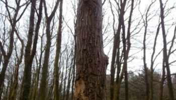 Geocaching