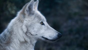 Dierensymboliek: de wolf